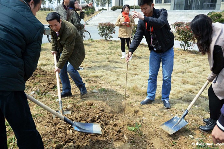 全校师生、教职工参与植树活动